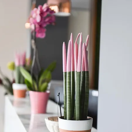 Padel Olivia's Hill 4*