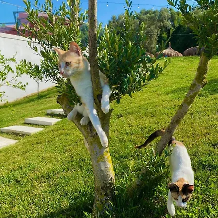 Padel Olivia's Hill ホテル Kryemëdhej