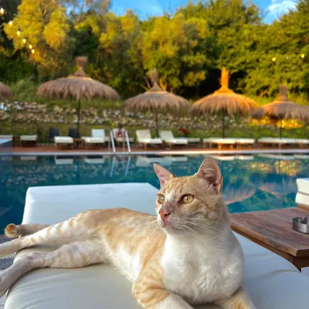 Hotel Padel Olivia's Hill 4*