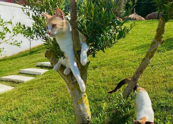 Olivia's Hill Hotel Kryemëdhej